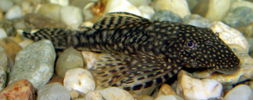 Filename : CatFish1.jpg
Filesize : 81KB
Dimensions : 800x316
Date added : Mar 05, 2006 CatFish1.jpg
