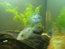 Filename : IM000440.JPG
Filesize : 76KB
Dimensions : 640x480
Date added : Jan 13, 2006 IM000440.JPG