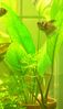 P1010571-Anubias.jpg