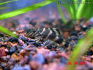Filename : clownpleco.jpg
Filesize : 109KB
Dimensions : 400x300
Date added : Mar 22, 2008 clownpleco.jpg