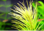 Filename : fuzz.jpg
Filesize : 166KB
Dimensions : 400x281
Date added : Mar 22, 2008 fuzz.jpg