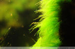 Filename : greenbeard.jpg
Filesize : 65KB
Dimensions : 400x263
Date added : Mar 22, 2008 greenbeard.jpg
