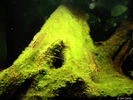 Filename : greenbeard2.jpg
Filesize : 115KB
Dimensions : 400x300
Date added : Mar 22, 2008 greenbeard2.jpg