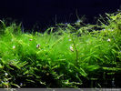 Filename : hairalgae1.jpg
Filesize : 154KB
Dimensions : 400x300
Date added : Mar 22, 2008 hairalgae1.jpg