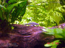 Filename : otto.jpg
Filesize : 146KB
Dimensions : 400x300
Date added : Mar 22, 2008 otto.jpg