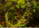 Filename : staghorn.jpg
Filesize : 176KB
Dimensions : 400x291
Date added : Mar 22, 2008 staghorn.jpg
