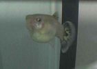 Filename : 1.jpg
Filesize : 12KB
Dimensions : 447x316
Date added : Jan 13, 2006 1.jpg