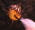 Filename : kk.jpg
Filesize : 85KB
Dimensions : 738x631
Date added : Dec 11, 2006 kk.jpg