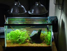 Filename : 10gshrimpE.jpg
Filesize : 188KB
Dimensions : 640x480
Date added : Mar 21, 2008 10gshrimpE.jpg