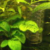 anubias_nana.jpg