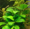 anubias_petite.jpg