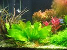 Cryptocoryne crispatula balansar, Echinodorus aquartica etc..JPG