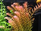 Filename : Rotala rotundifolia, Bacopa monieri.JPG
Filesize : 223KB
Dimensions : 1296x972
Date added : Dec 26, 2007 Rotala rotundifolia, Bacopa monieri.JPG