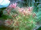Filename : Image000~0.jpg
Filesize : 37KB
Dimensions : 640x480
Date added : May 28, 2006 Image000~0.jpg