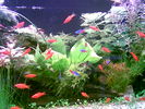 Filename : Image001~0.jpg
Filesize : 55KB
Dimensions : 640x480
Date added : May 28, 2006 Image001~0.jpg