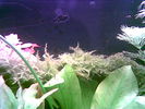 Filename : Image004.jpg
Filesize : 34KB
Dimensions : 640x480
Date added : May 28, 2006 Image004.jpg