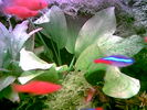 Filename : Image005.jpg
Filesize : 41KB
Dimensions : 640x480
Date added : May 28, 2006 Image005.jpg