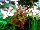 Filename : Image006.jpg
Filesize : 41KB
Dimensions : 640x480
Date added : May 28, 2006 Image006.jpg
