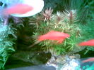 Filename : Image007.jpg
Filesize : 33KB
Dimensions : 640x480
Date added : May 28, 2006 Image007.jpg