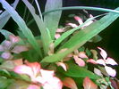 Filename : Image010.jpg
Filesize : 33KB
Dimensions : 640x480
Date added : May 28, 2006 Image010.jpg