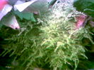 Filename : Image011.jpg
Filesize : 34KB
Dimensions : 640x480
Date added : May 28, 2006 Image011.jpg