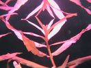 Filename : Ludwigia1.jpg
Filesize : 41KB
Dimensions : 512x384
Date added : Jan 07, 2007 Ludwigia1.jpg