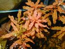 Filename : Ludwigia_inclinata1.jpg
Filesize : 83KB
Dimensions : 640x480
Date added : Feb 10, 2007 Ludwigia_inclinata1.jpg