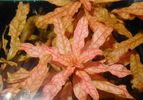 Filename : Ludwigia_inclinata2.JPG
Filesize : 132KB
Dimensions : 973x679
Date added : Feb 10, 2007 Ludwigia_inclinata2.JPG