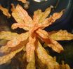 Filename : Ludwigia_inclinata3.JPG
Filesize : 156KB
Dimensions : 961x917
Date added : Feb 10, 2007 Ludwigia_inclinata3.JPG