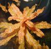 Ludwigia_inclinata3.JPG