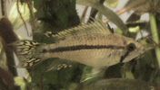 Filename : apisto_1.JPG
Filesize : 28KB
Dimensions : 428x242
Date added : Aug 06, 2006 apisto_1.JPG