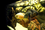 Filename : 1.jpg
Filesize : 795KB
Dimensions : 1000x667
Date added : Mar 25, 2008 1.jpg
