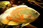 Filename : 2.jpg
Filesize : 869KB
Dimensions : 1100x733
Date added : Mar 25, 2008 2.jpg