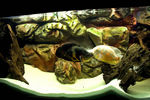 Filename : 4.jpg
Filesize : 822KB
Dimensions : 1100x733
Date added : Mar 25, 2008 4.jpg