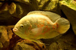 Filename : 5.jpg
Filesize : 850KB
Dimensions : 1100x733
Date added : Mar 25, 2008 5.jpg