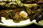 Filename : 6.jpg
Filesize : 881KB
Dimensions : 1000x667
Date added : Mar 25, 2008 6.jpg