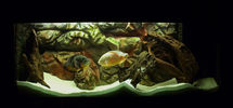 Filename : 8.jpg
Filesize : 947KB
Dimensions : 1750x811
Date added : Mar 25, 2008 8.jpg