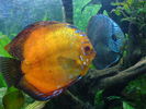 DSC01054.JPG