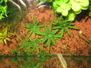 Filename : pogostemon.JPG
Filesize : 284KB
Dimensions : 640x480
Date added : Mar 24, 2009 pogostemon.JPG