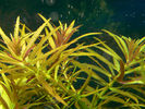 Filename : L.-aromatica.jpg
Filesize : 772KB
Dimensions : 1024x768
Date added : Nov 18, 2008 L.-aromatica.jpg