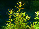 Filename : R.-m.-green.jpg
Filesize : 699KB
Dimensions : 1024x768
Date added : Nov 18, 2008 R.-m.-green.jpg