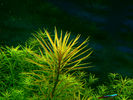 Filename : eusteralis-stelata.jpg
Filesize : 769KB
Dimensions : 1024x768
Date added : Nov 18, 2008 eusteralis-stelata.jpg
