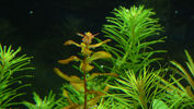 Filename : rm-green.jpg
Filesize : 485KB
Dimensions : 1024x576
Date added : Dec 02, 2008 rm-green.jpg
