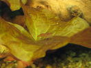 Filename : IMG_1033.jpg
Filesize : 116KB
Dimensions : 640x480
Date added : Mar 23, 2008 IMG_1033.jpg