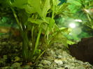 Filename : Ceratopteris.JPG
Filesize : 160KB
Dimensions : 640x480
Date added : Nov 25, 2007 Ceratopteris.JPG