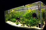 acvariu 160x60x70.JPG