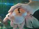 Filename : Image011.jpg
Filesize : 370KB
Dimensions : 1600x1200
Date added : Oct 20, 2008 Image011.jpg