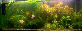 Filename : aki.jpg
Filesize : 155KB
Dimensions : 1024x385
Date added : Jun 22, 2008 aki.jpg