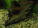 Filename : IMG_3979.JPG
Filesize : 639KB
Dimensions : 1600x1200
Date added : Jan 25, 2008 IMG_3979.JPG