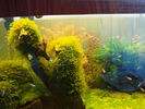 Filename : DSC01389.JPG
Filesize : 199KB
Dimensions : 800x600
Date added : Feb 17, 2008 DSC01389.JPG